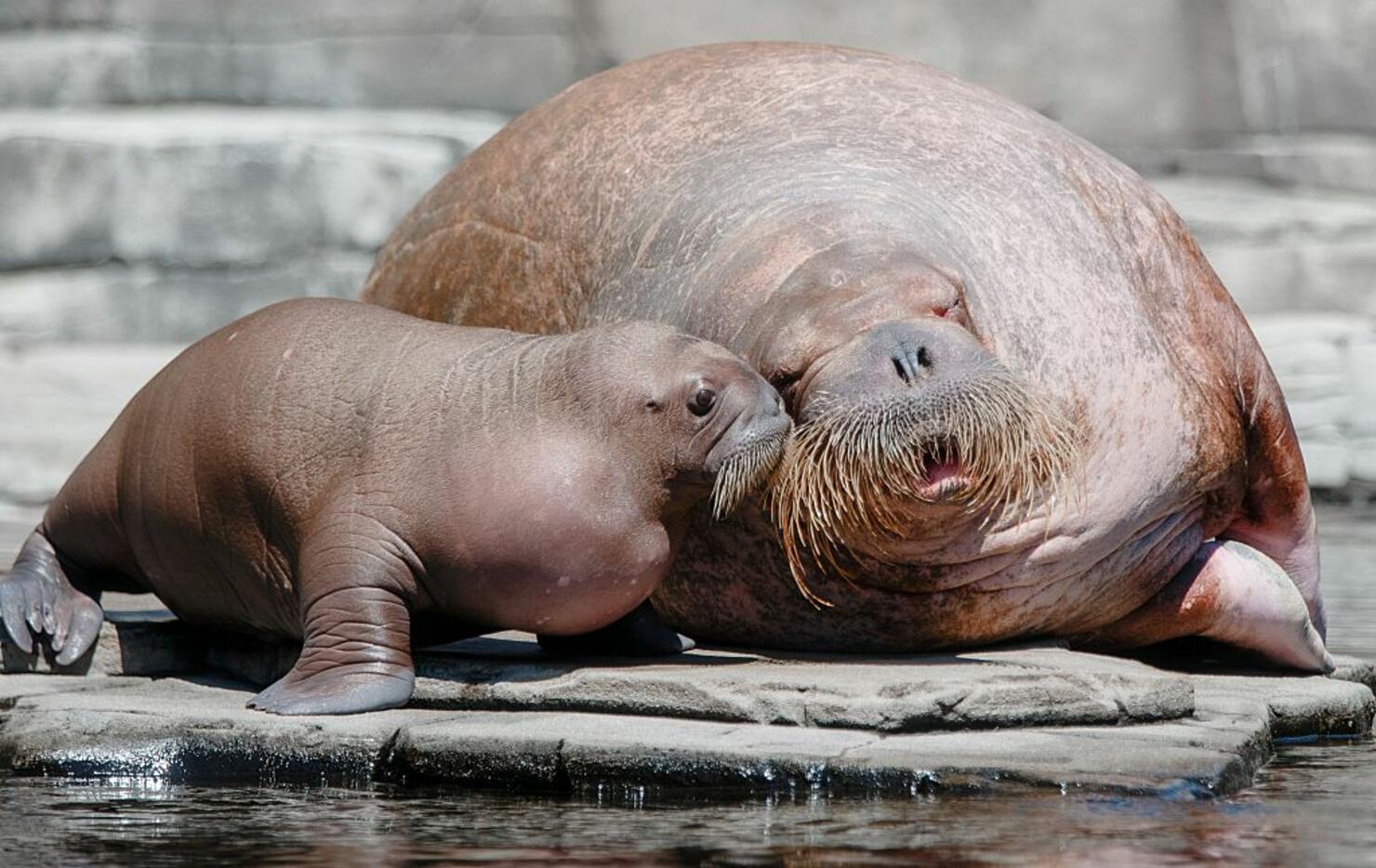 Baby Walrus