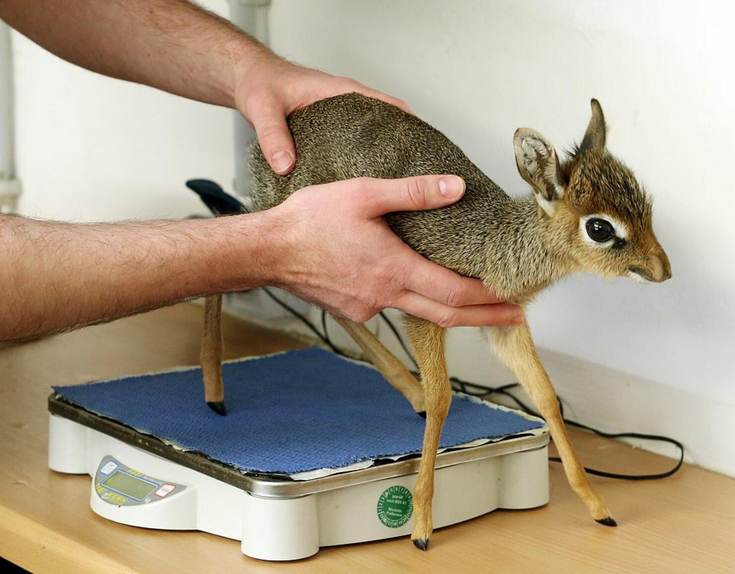 Baby dik dik