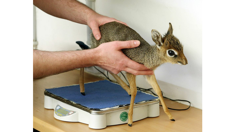Baby dik dik