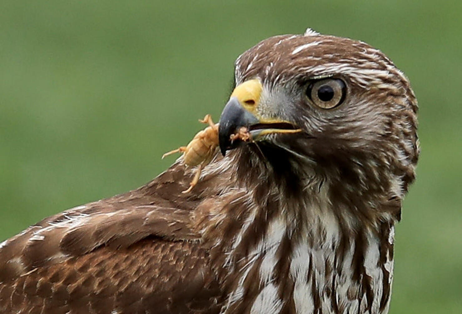 Baby Red tail Hawk