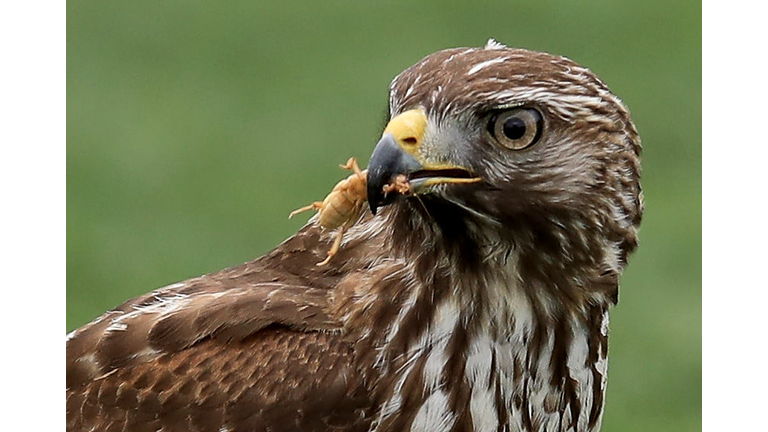 Baby Red tail Hawk