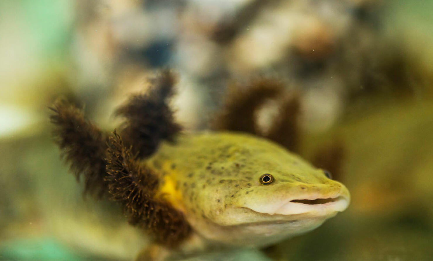 Baby Salamander