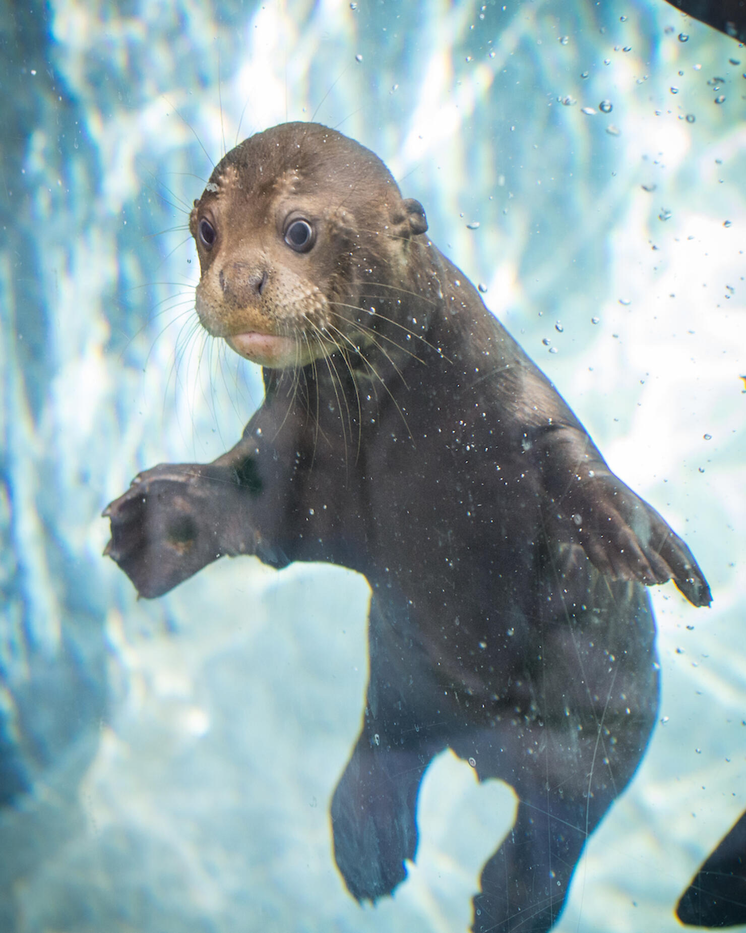 Baby Giant Otter