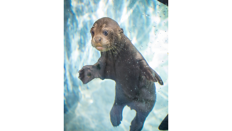 Baby Giant Otter