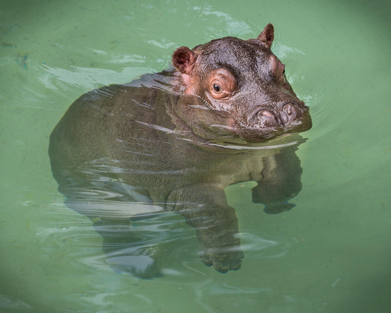Baby Hippo