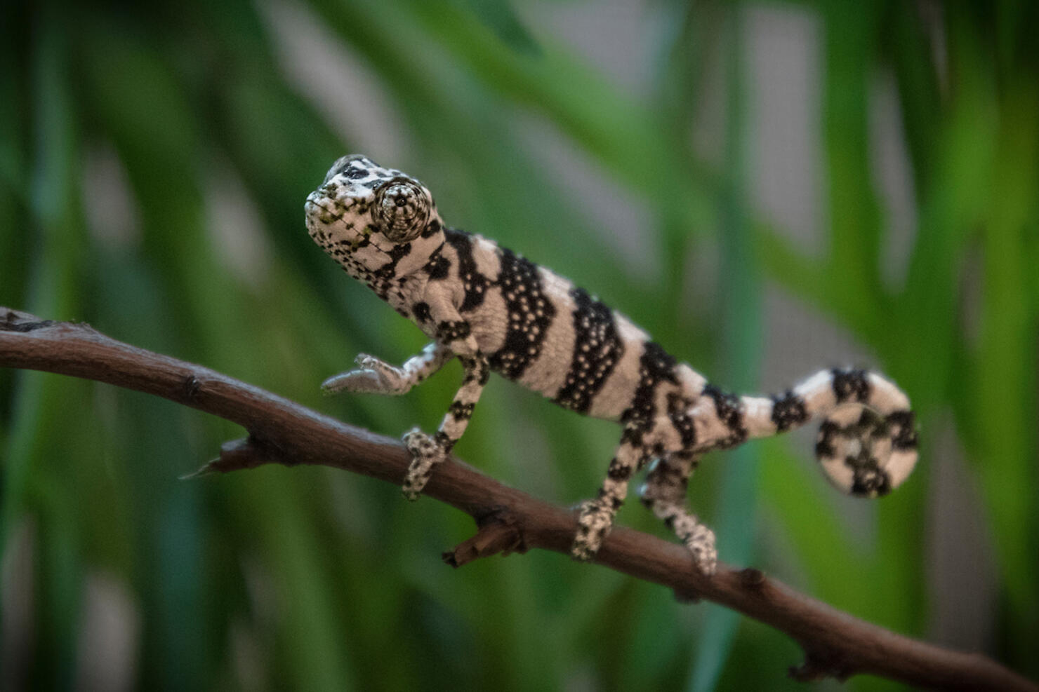 Mellers Chameleon