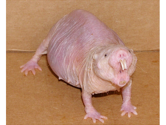 Baby Naked Mole Rat