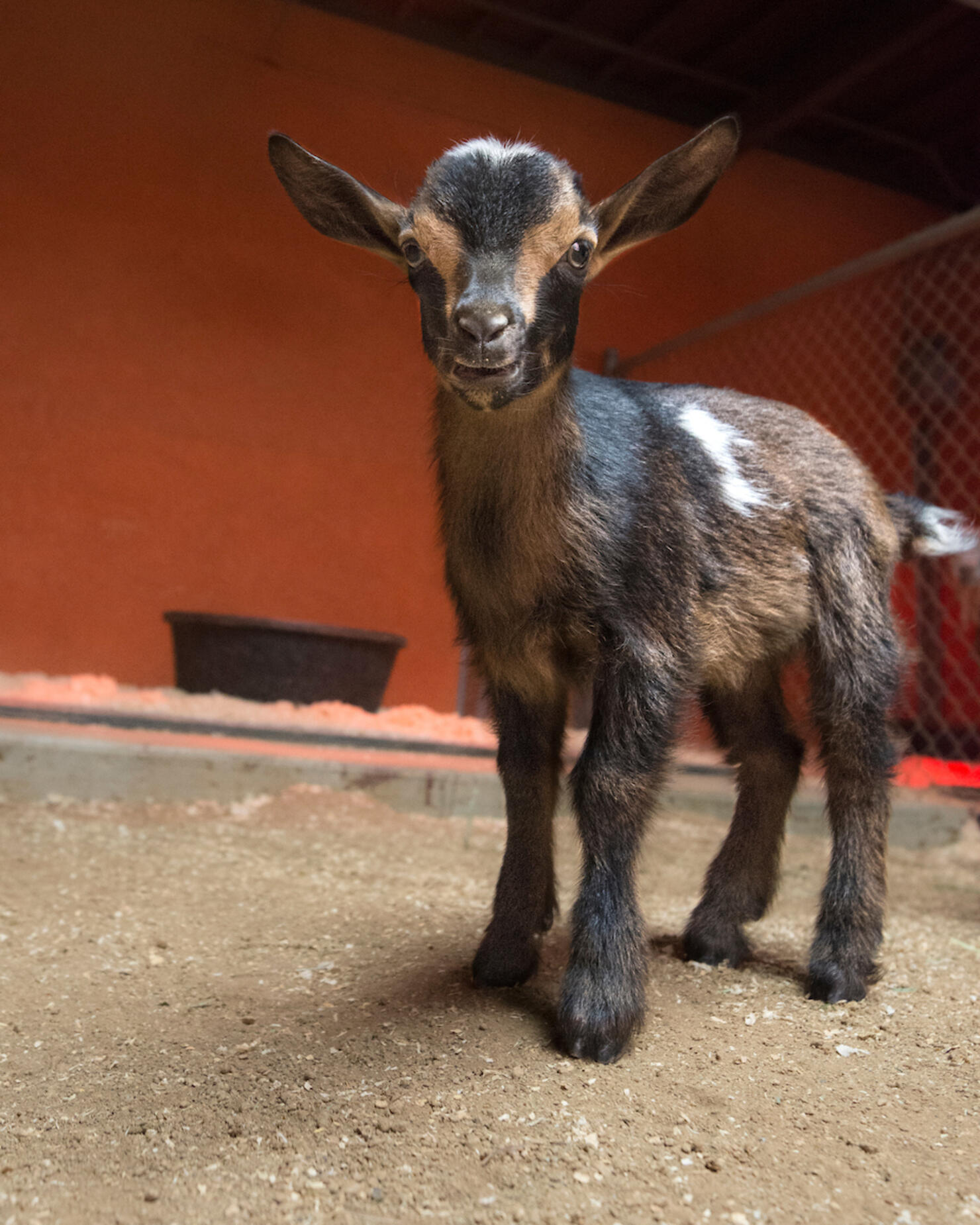 Baby Goat