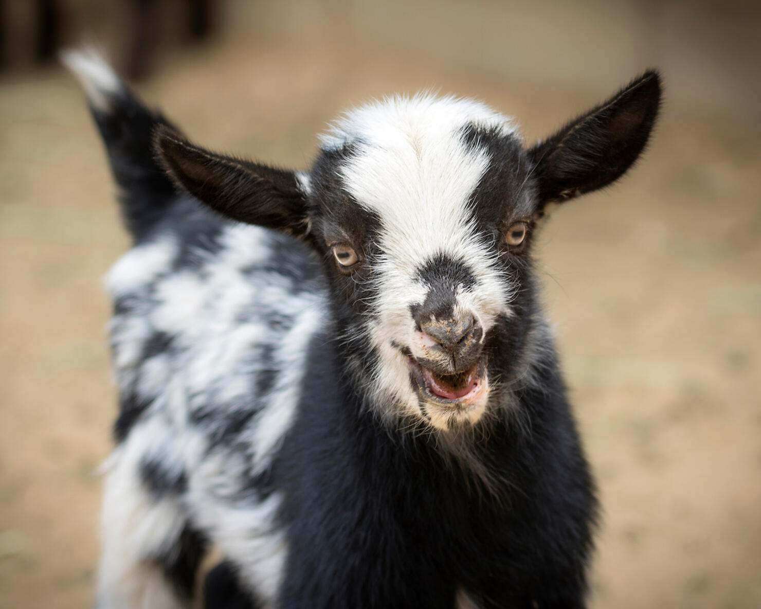 baby Goat