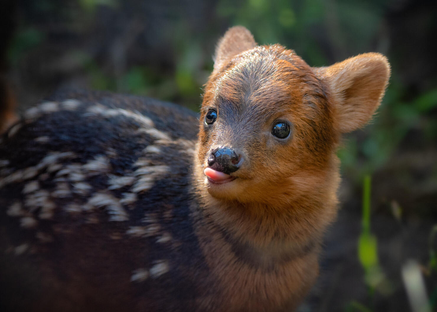 Baby Pudu