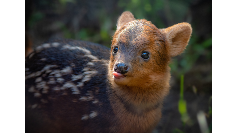 Baby Pudu