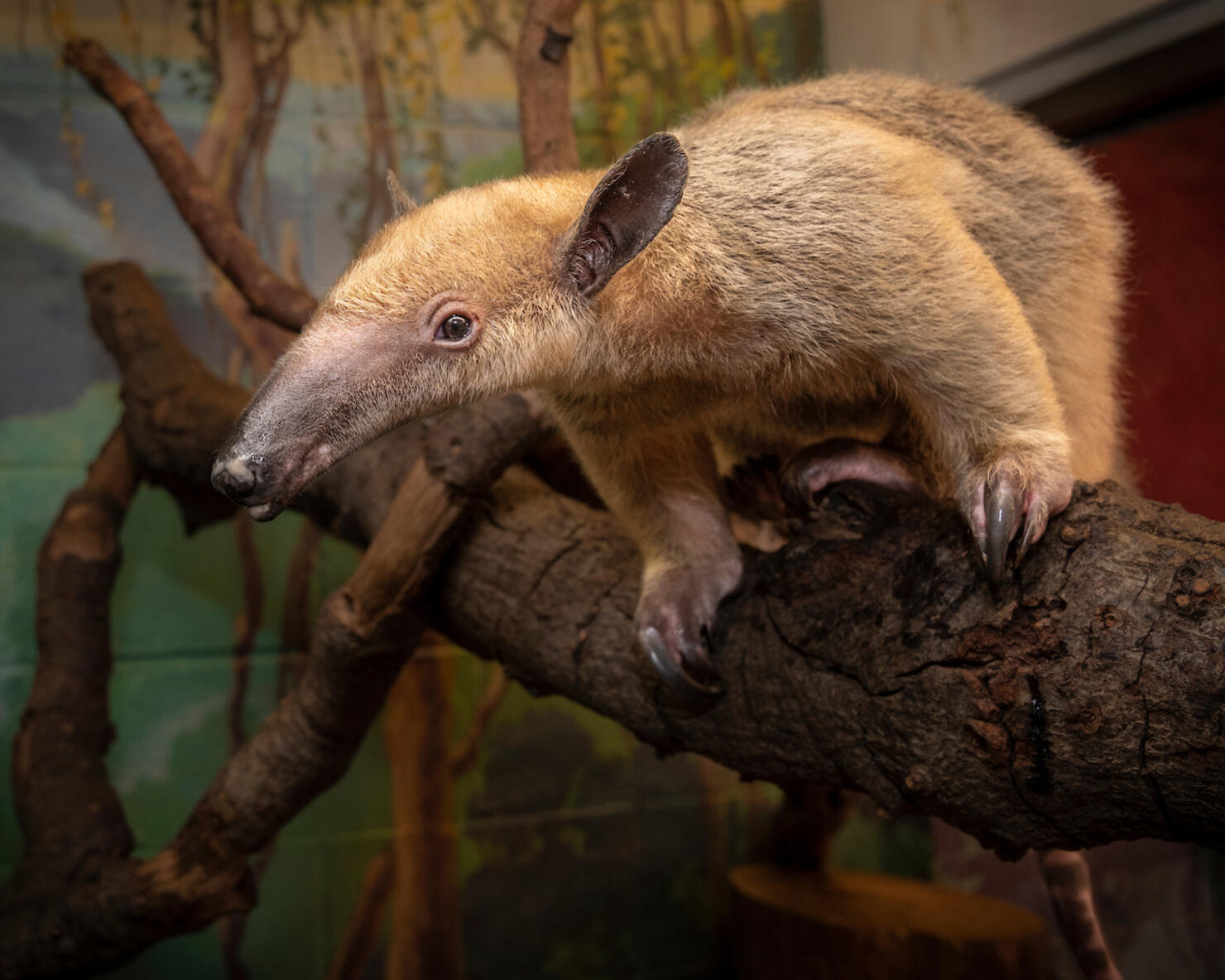 Tamandua aka Lesser Anteater