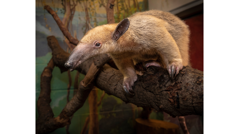 Tamandua aka Lesser Anteater
