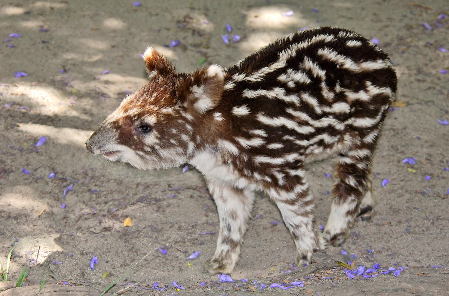 Baby Tapir