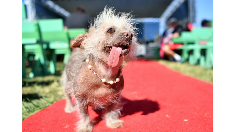 Baby Chinese Water Dog
