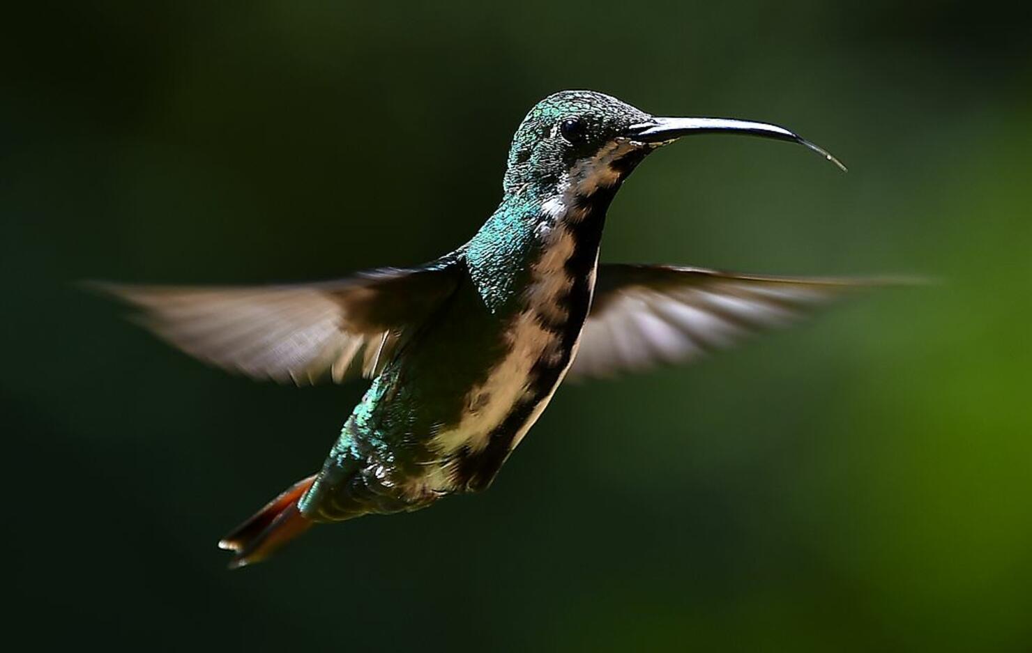 Baby Hummingbird