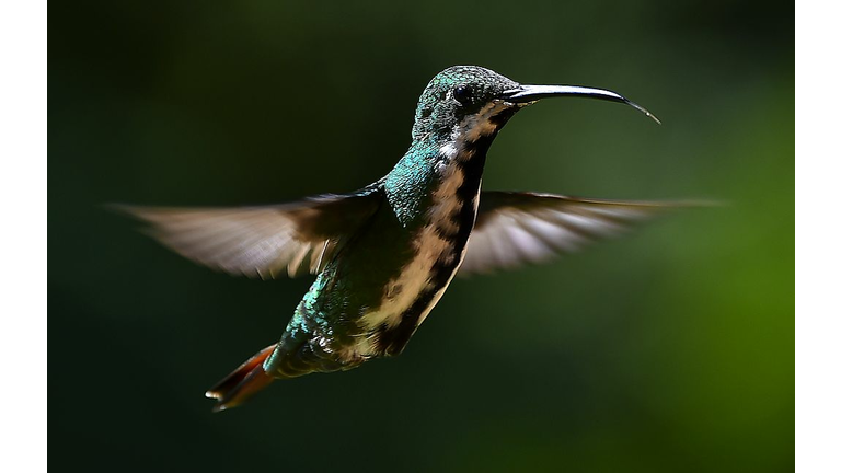 Baby Hummingbird