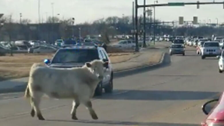 Runaway Cow Leads Police On A Chase To Nearby Chick-Fil-A - Thumbnail Image