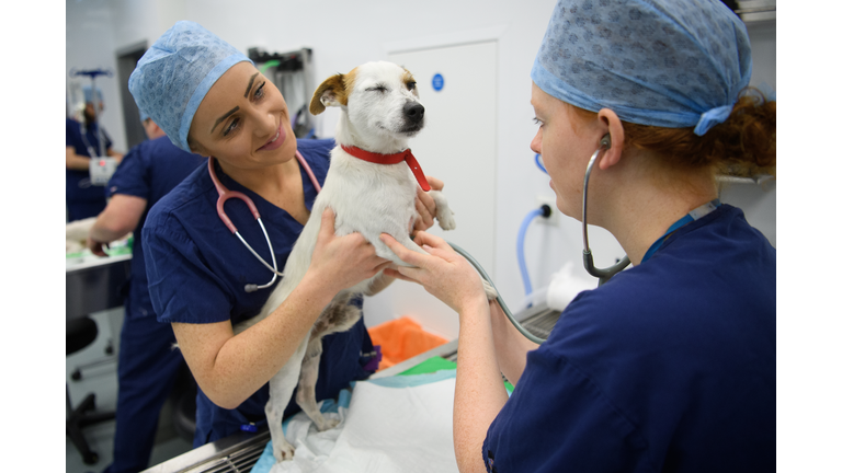 Animals Are Treated At The Battersea Veterinary Hospital