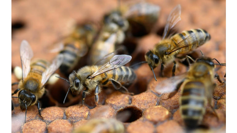 FRANCE-ENVIRONMENT-BEEKEEPING-AGRICULTURE-PESTICIDES