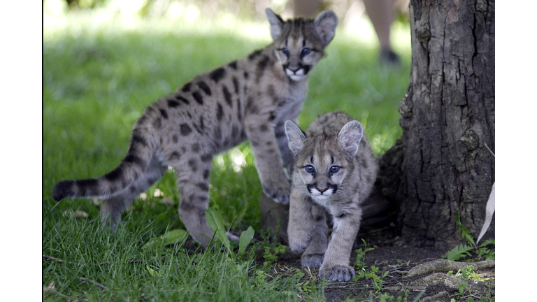 Mountain Lions Face Extinction in Santa Ana, Santa Monica Mountains