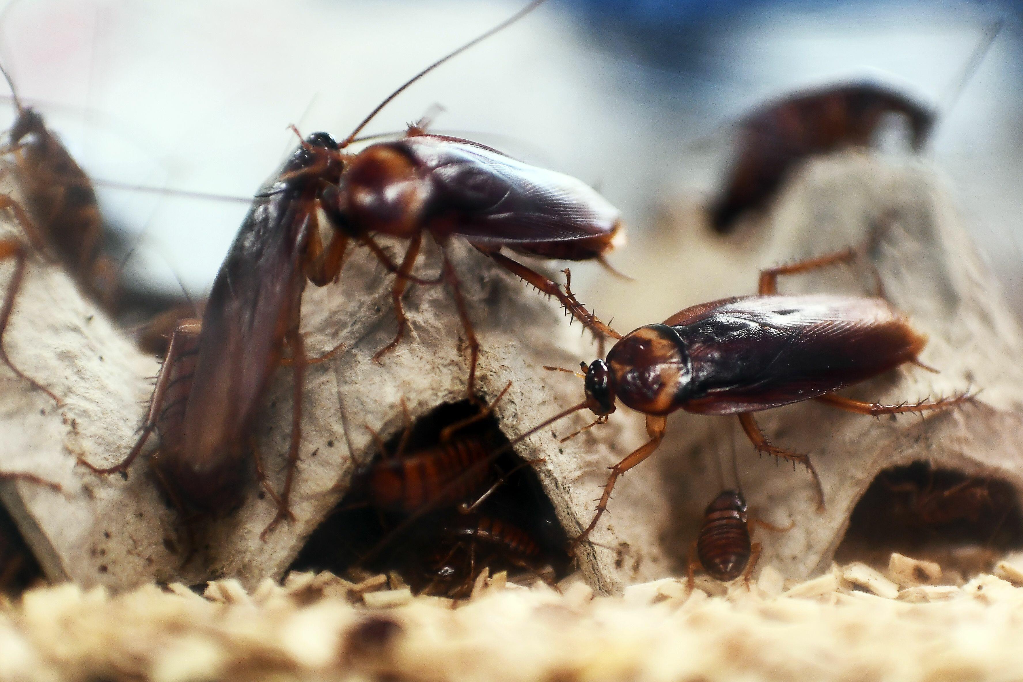 Китайские тараканы. Pacific Beetle Cockroach. Cockroach Farm. Cockroach Milk. Pacific Beetle Cockroach фото.