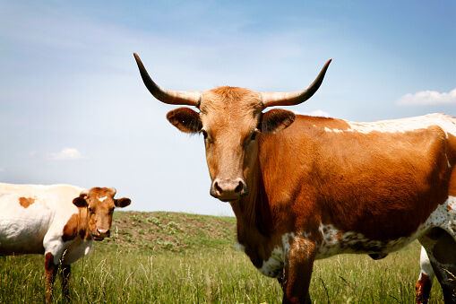 Longhorn steer in grassy field under blue sky