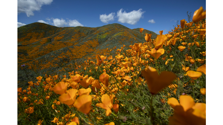 Officials to Detail Plans to Prevent Further `Super Bloom' Chaos in Elsinore