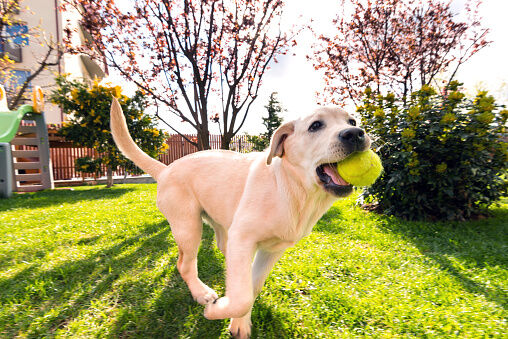 Once Again, Labrador Retriever Is America’s Most Popular Dog