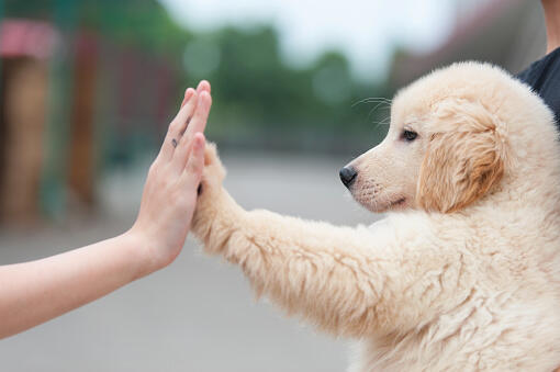 Man Moves in With Shelter Dog to Help Get Her Adopted - Thumbnail Image