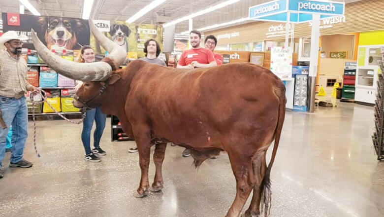 Rancher Brings Steer To Petco To Test 'All Leashed Pets Are Welcome' Policy - Thumbnail Image