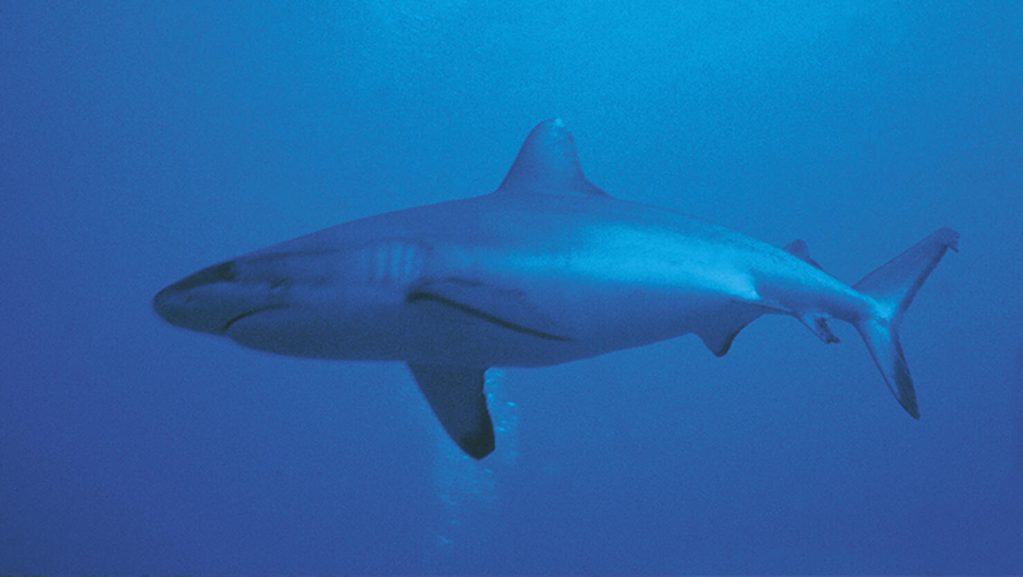 Sandbar Shark (Carcharhinus plumbeus)