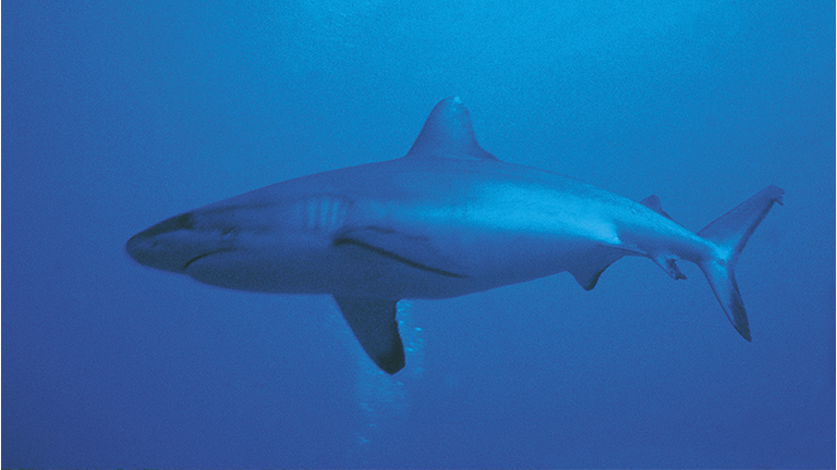 Sandbar Shark (Carcharhinus plumbeus)