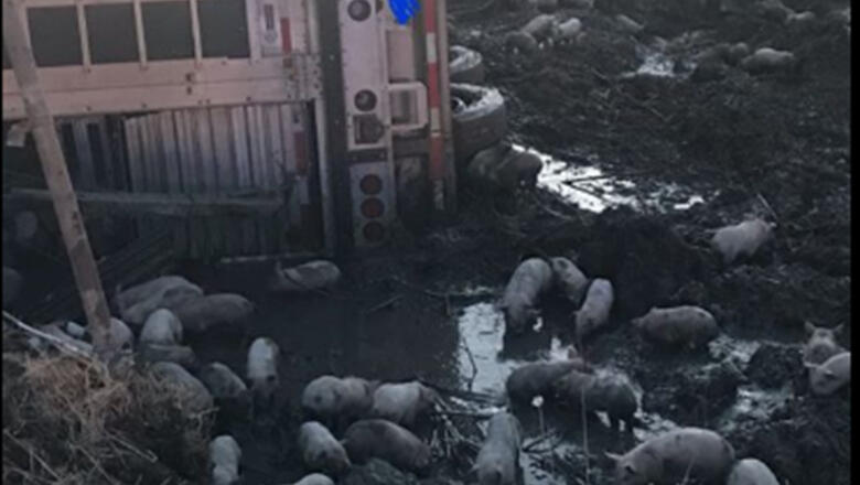  Truck Carrying 3,000 Piglets Overturns On Illinois Highway - Thumbnail Image