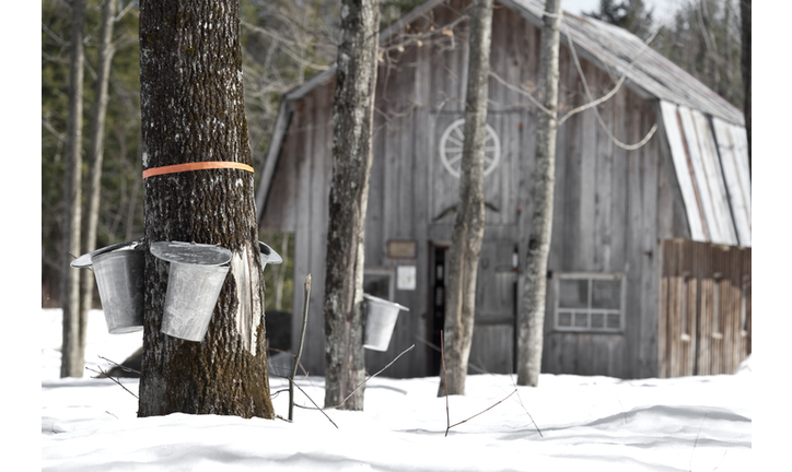maple trees