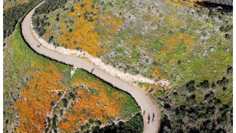 Super Bloom Of Spring Flowers To Decline Soon In California's Lake Elsinore