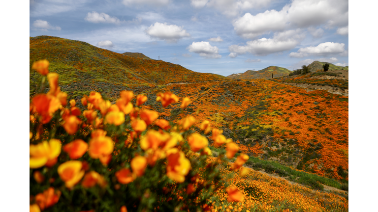 'Super Bloom' Plan Goes Smoothly, Another Day Of Crowds Expected
