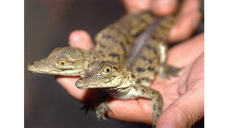 Baby Crocodile