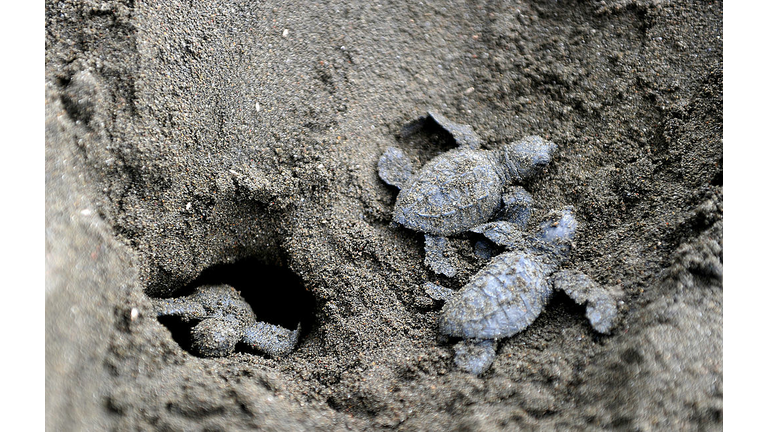 Baby Sea Turtles