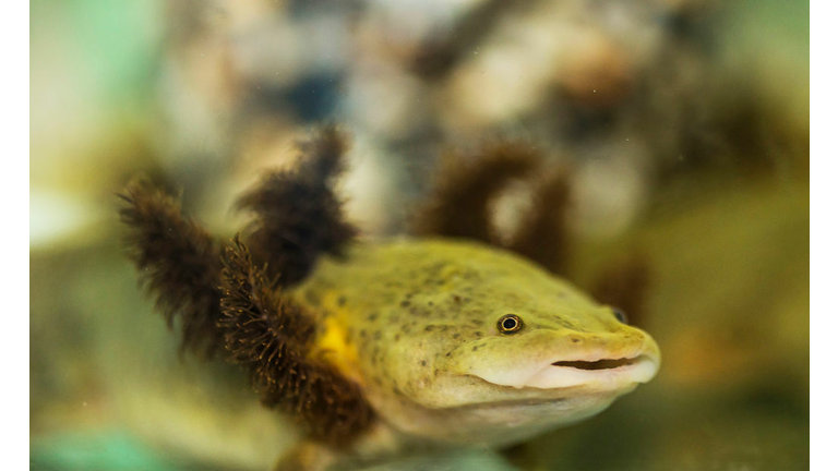 Baby Salamander