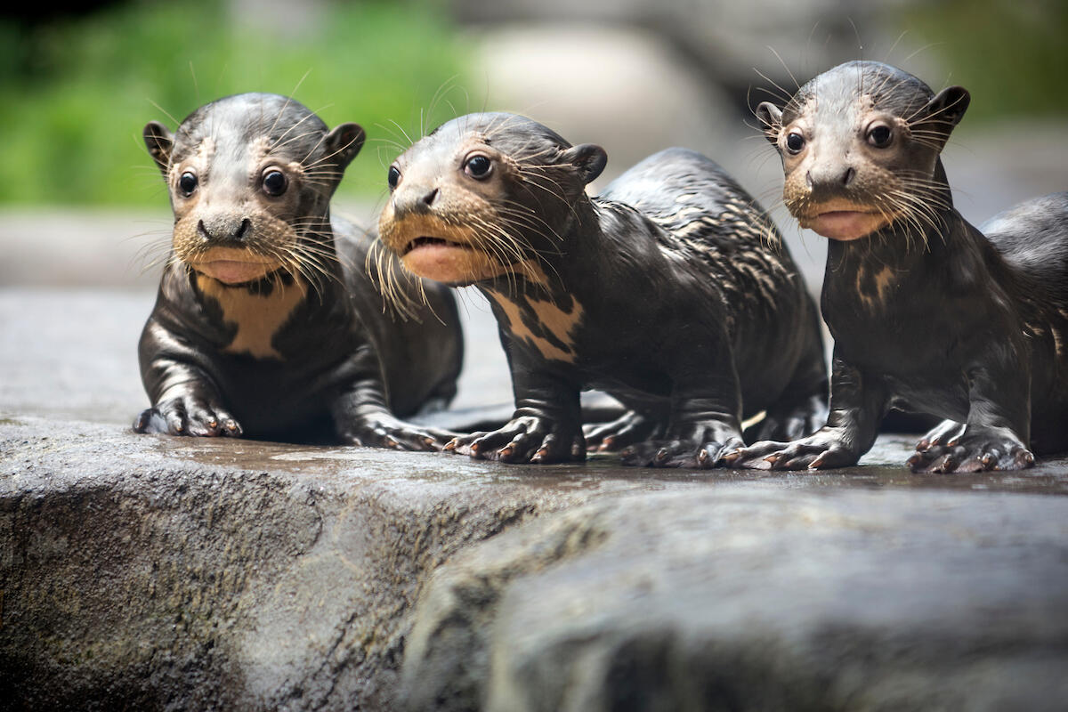 Baby Otter