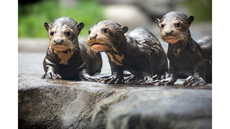 Baby Giant Otters