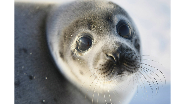 Baby Harp Seal