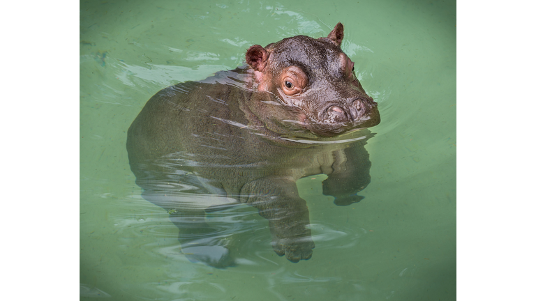 Baby Hippo