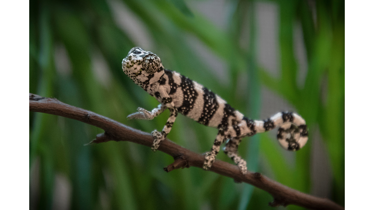 Baby Chameleon 