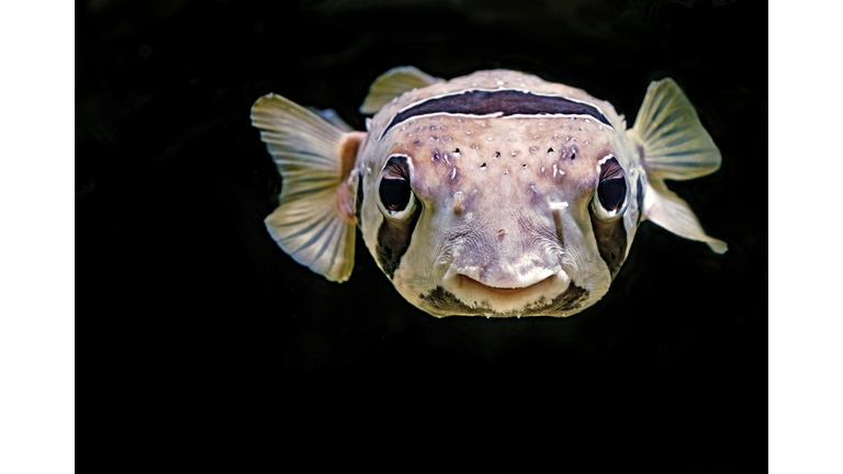 Baby Pufferfish