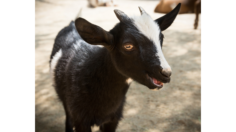 Baby Goat