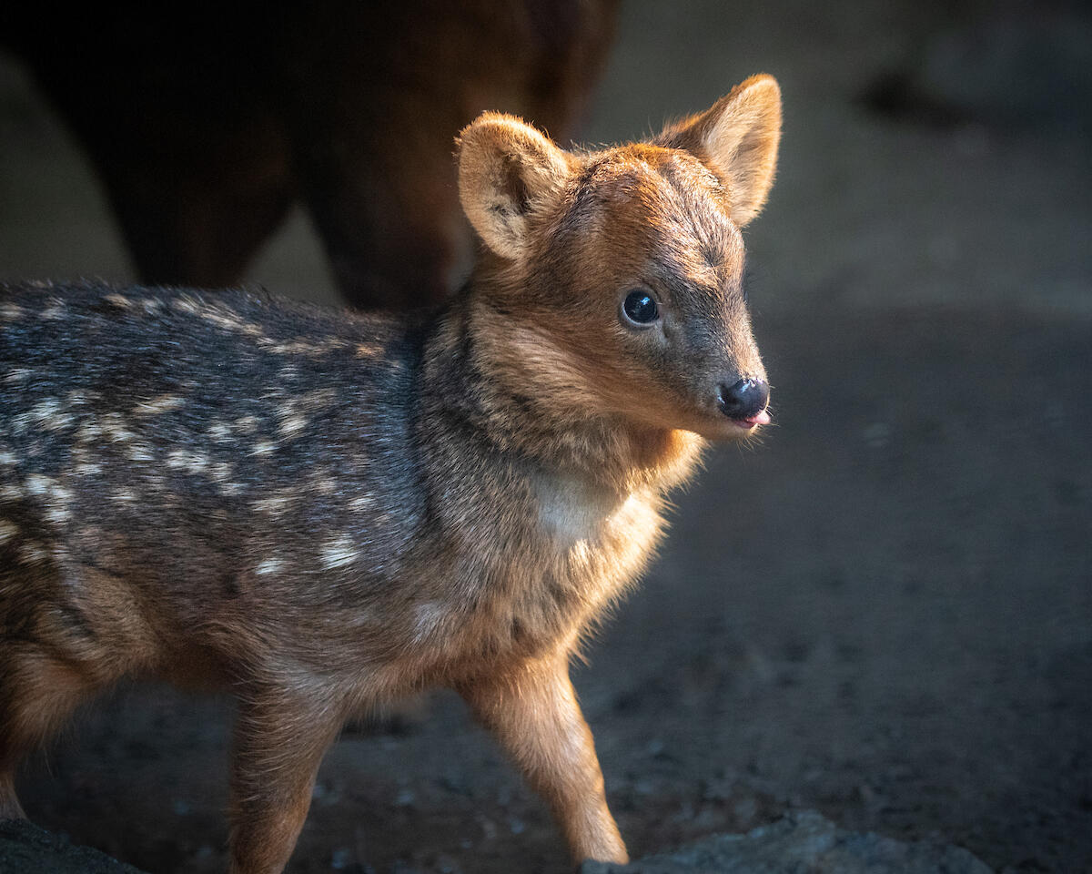 Baby Pudu