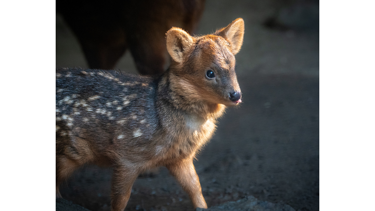 Baby Pudu