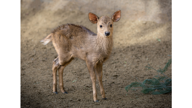 Baby Dik Dik